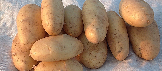 Как вырастить хороший урожай картофеля - gazeta.ee